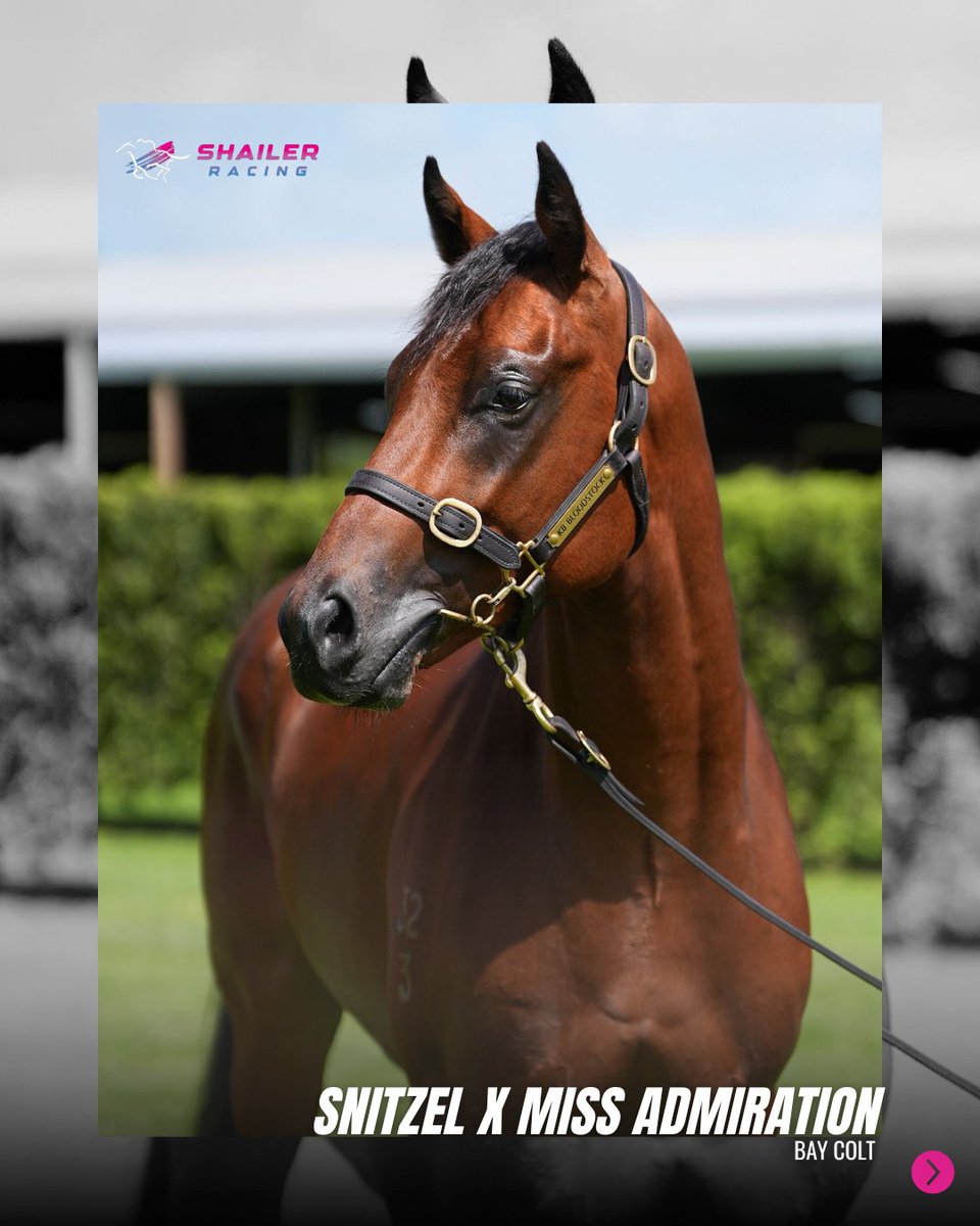 RacingShailer's tweet photo. New Purchase | Lot 462 @KarakaChat  Ready to Run Sale!  

We’re thrilled to welcome a striking bay colt by the late champion sire Snitzel, from the @KBBloodstock draft and out of Group 1 performed mare Miss Admiration. 
He breezed up in 10.85s and oozes quality! 
🌟 Enquire Now! https://t.co/eNrbF32f75