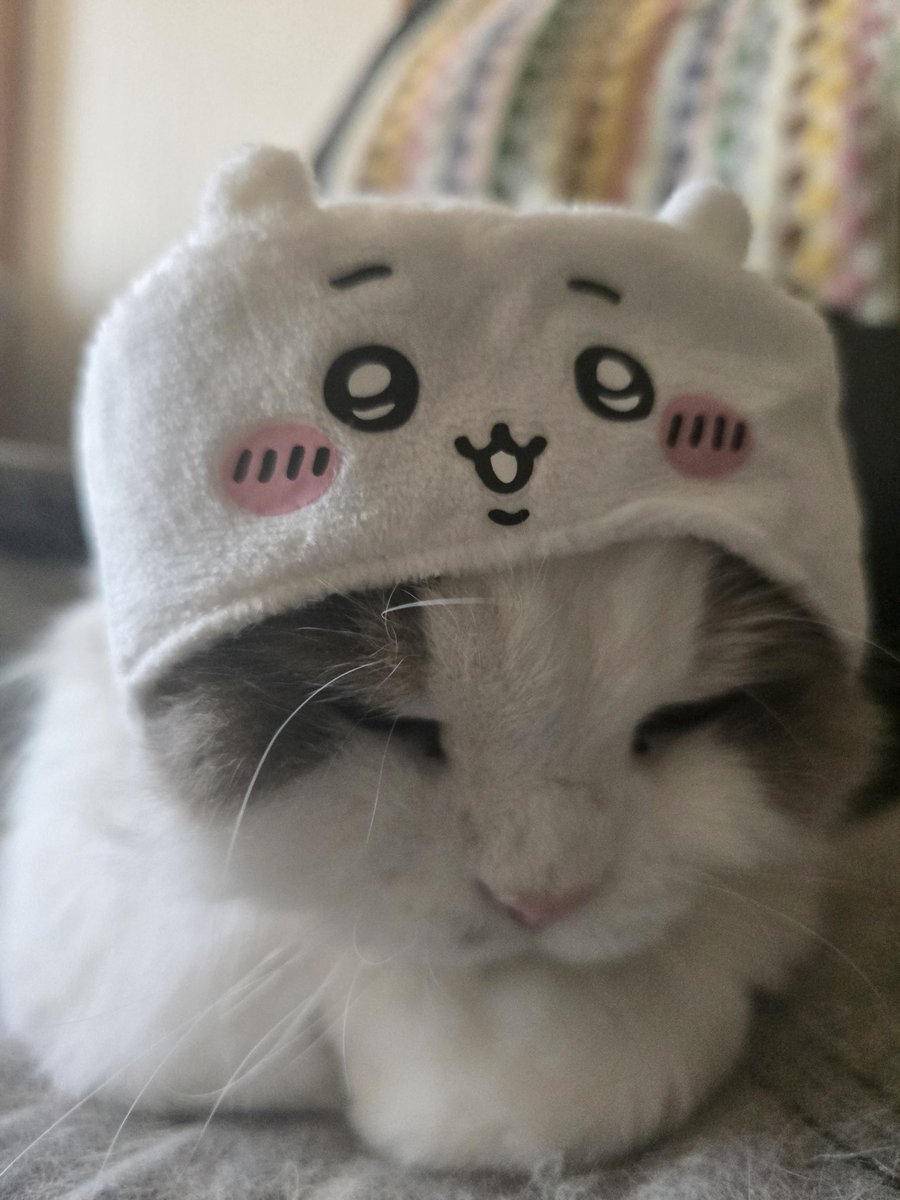 ちいかわレオ君😄 ハチワレ猫がハチワレに、、ララちゃん😆 #猫好き