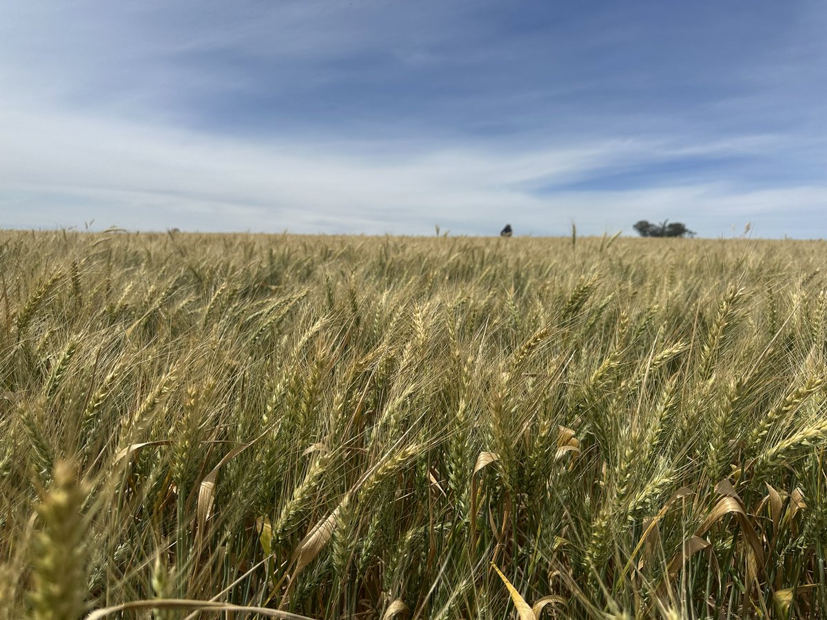 Jeshua Smith tweet media