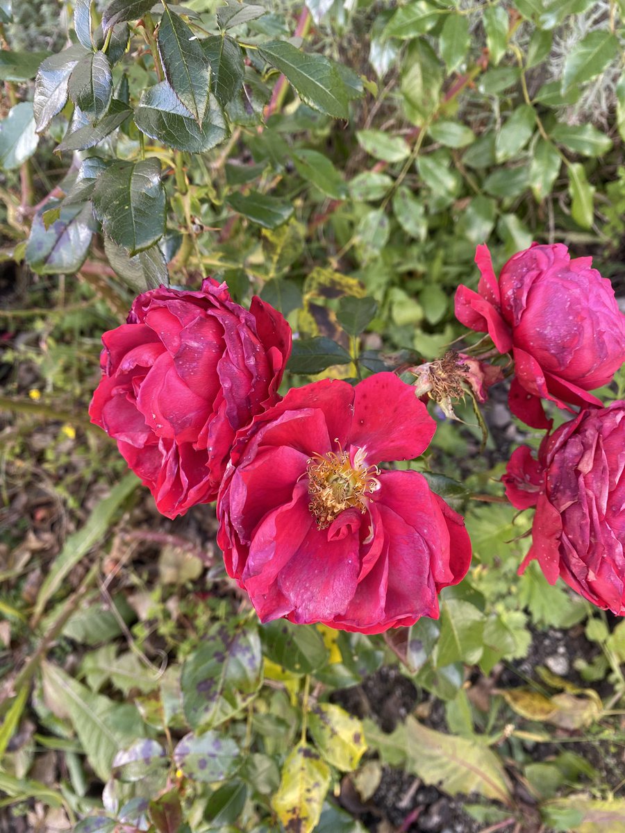 Sonia Zuccaro tweet media