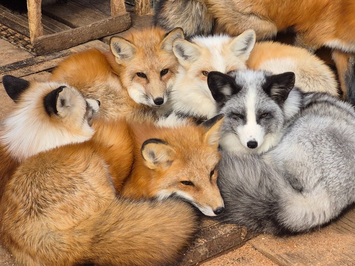 きつね Cheng-Ren🦊🐺 on X