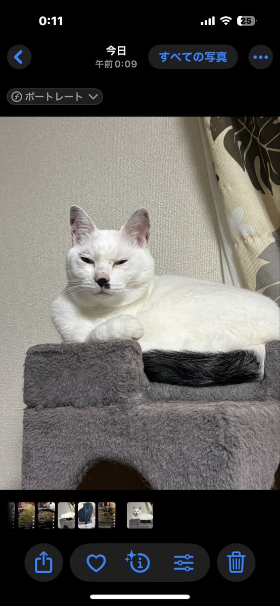 FuFuFu88Fu's tweet image. 渋いお顔ですが……

顔あげれるくらい
元気になりました😄✨✨

ご飯も通常になりましたჱ̒  ｰ̀֊ｰ́ )
お薬はまだ飲んでますﾆｬﾝ♡

ご心配頂き
ありがとうございました🙂‍↕️⋆꙳

皆様にとって
素敵な一日になりますように✨️