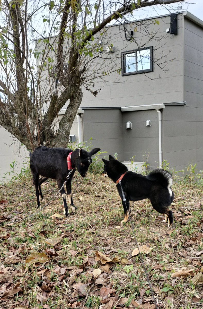 KAGETORA_dog's tweet image. お互いを同族だと思ってそうな黒ヤギと黒柴