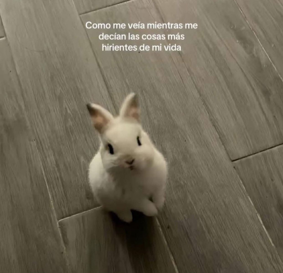 Perséfone tweet media