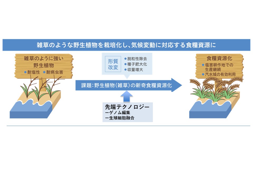 【 ＃出展者PR 】グランドグリーン株式会社
農業ゾーン

気候変動に強いイネ、野生種の迅速な食糧資源化に挑戦！

＃アグリビジネス創出フェア2025