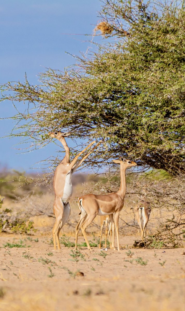 sharmakesheikh's tweet photo. Dr. Erustus Kanga, you removed two Somali giraffes from Wajir claiming insecurity and drought. If that is true, come and take the remaining 6000 in Wajir and the 14,000 across the entire North Eastern region. If it is not true, return the TWO you took and protect all our #wildlife in Northern Kenya. Our communities saved them and fed them after poachers killed their mothers. This is not conservation, it is abandonment. You cannot abandon the Somali giraffes. #SaveSomaliGiraffes