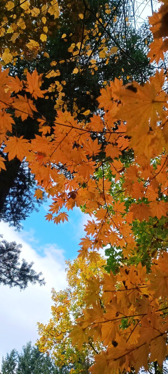 Kisava77's tweet photo. Чудесный был октябрь, но я всё ещё как желе... 🤔✨🍁🍂💛🌿 https://t.co/ncgs0pQtzZ
