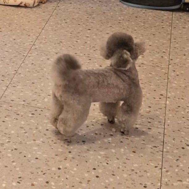 hourly_zero's tweet image. ZERO from grace_groom IG

🐶🩶