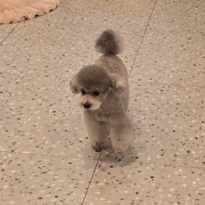 hourly_zero's tweet image. ZERO from grace_groom IG

🐶🩶