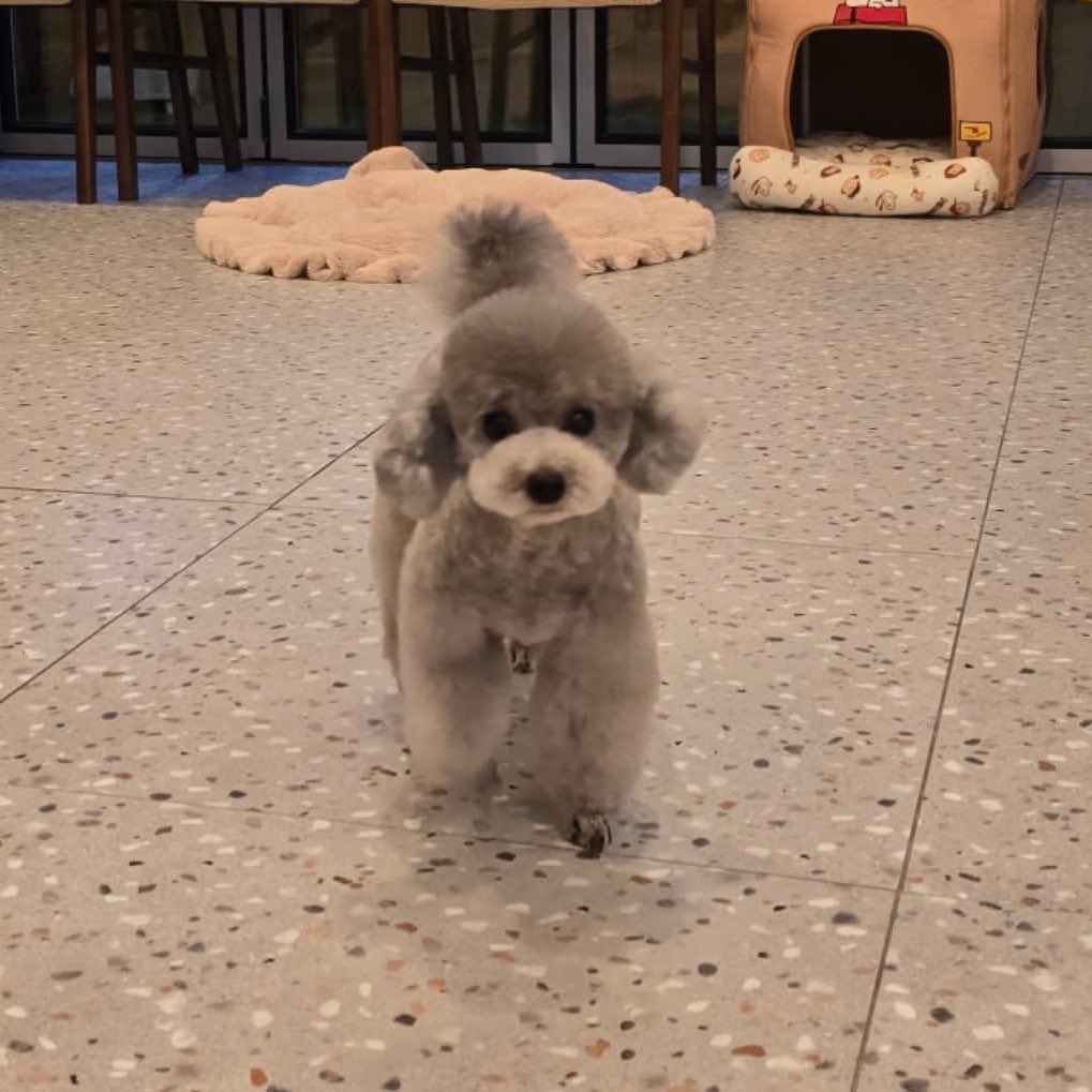 hourly_zero's tweet image. ZERO from grace_groom IG

🐶🩶