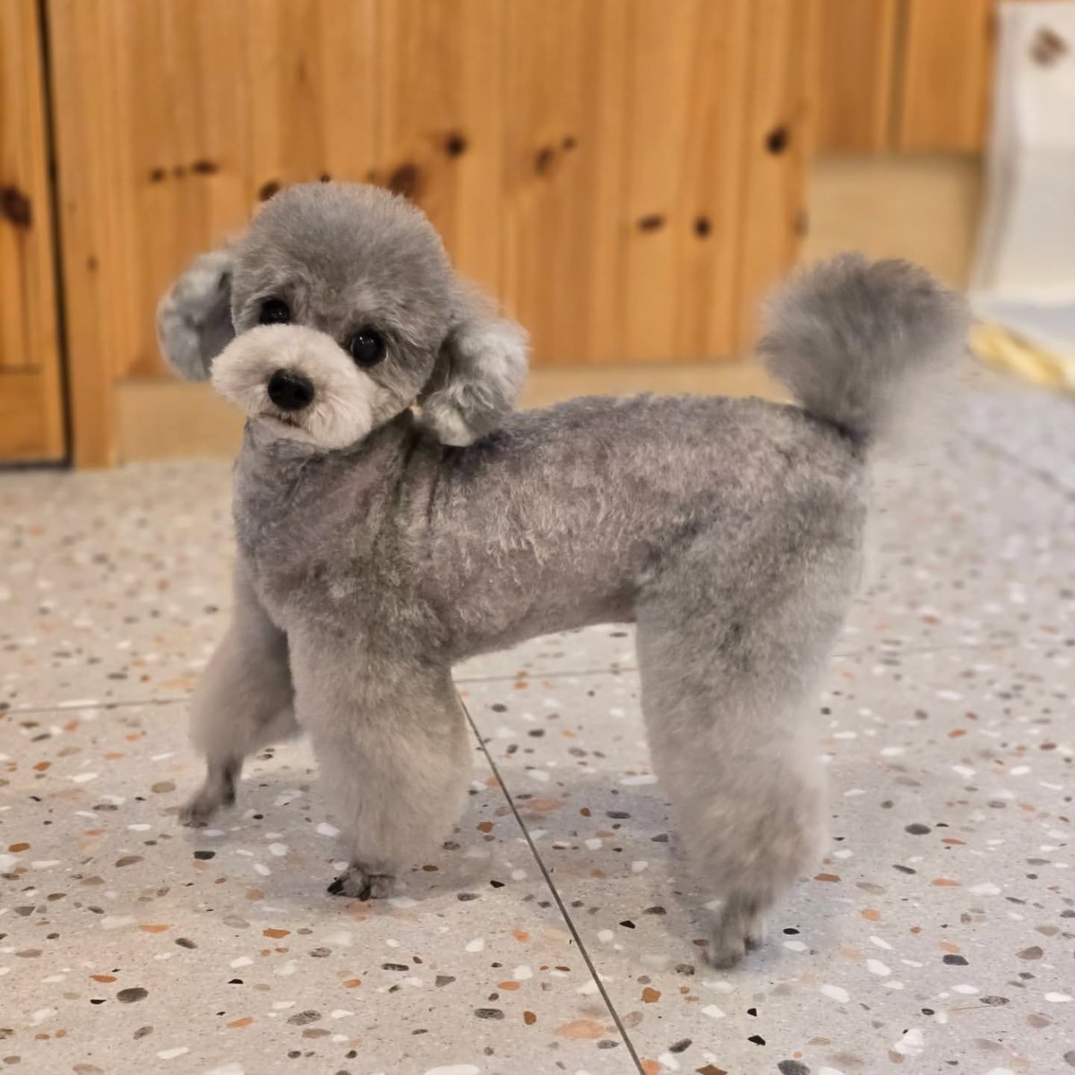 hourly_zero's tweet image. ZERO from grace_groom IG

🐶🩶