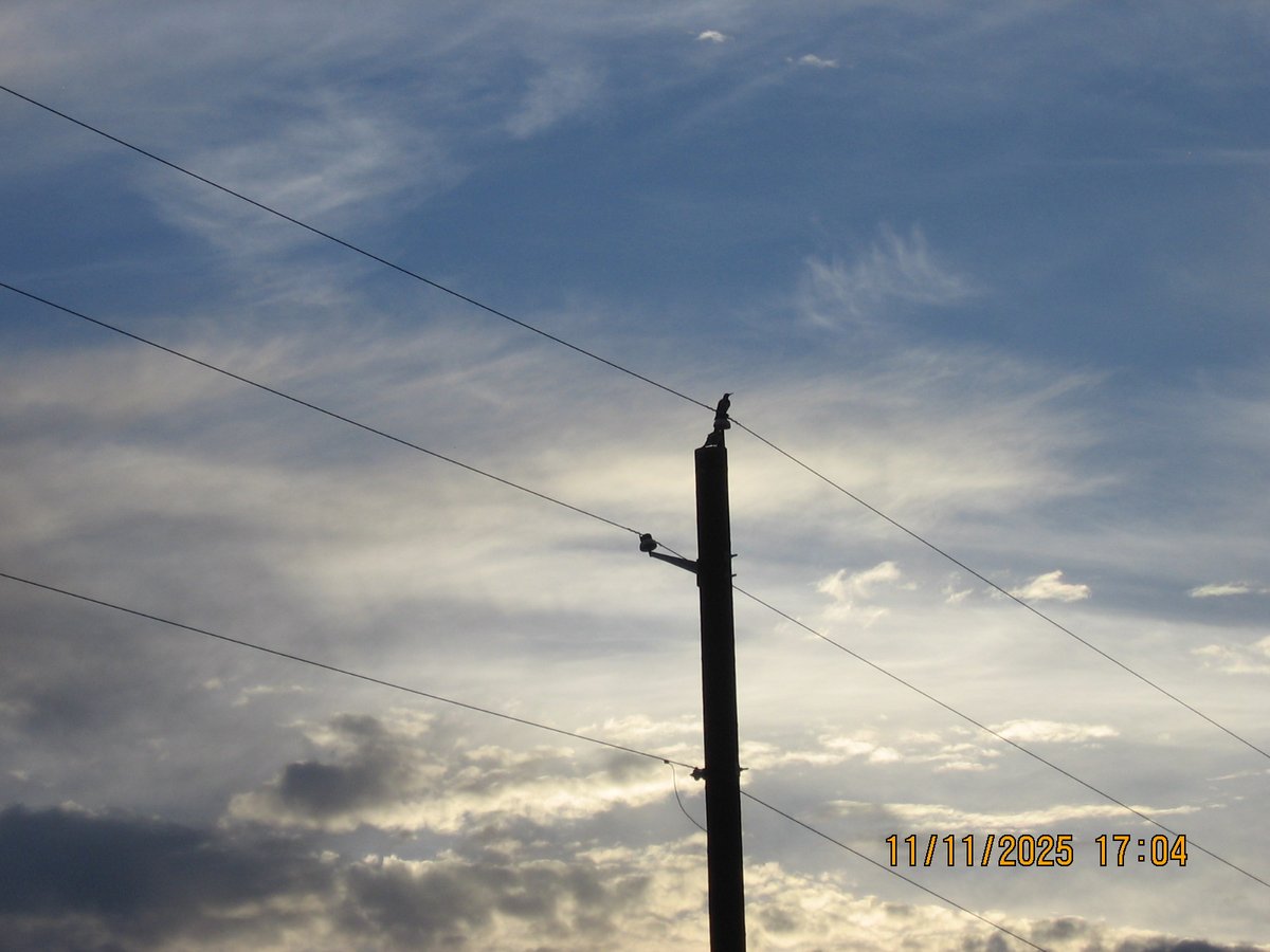 operatorihc's tweet image. Woodpecker(s)