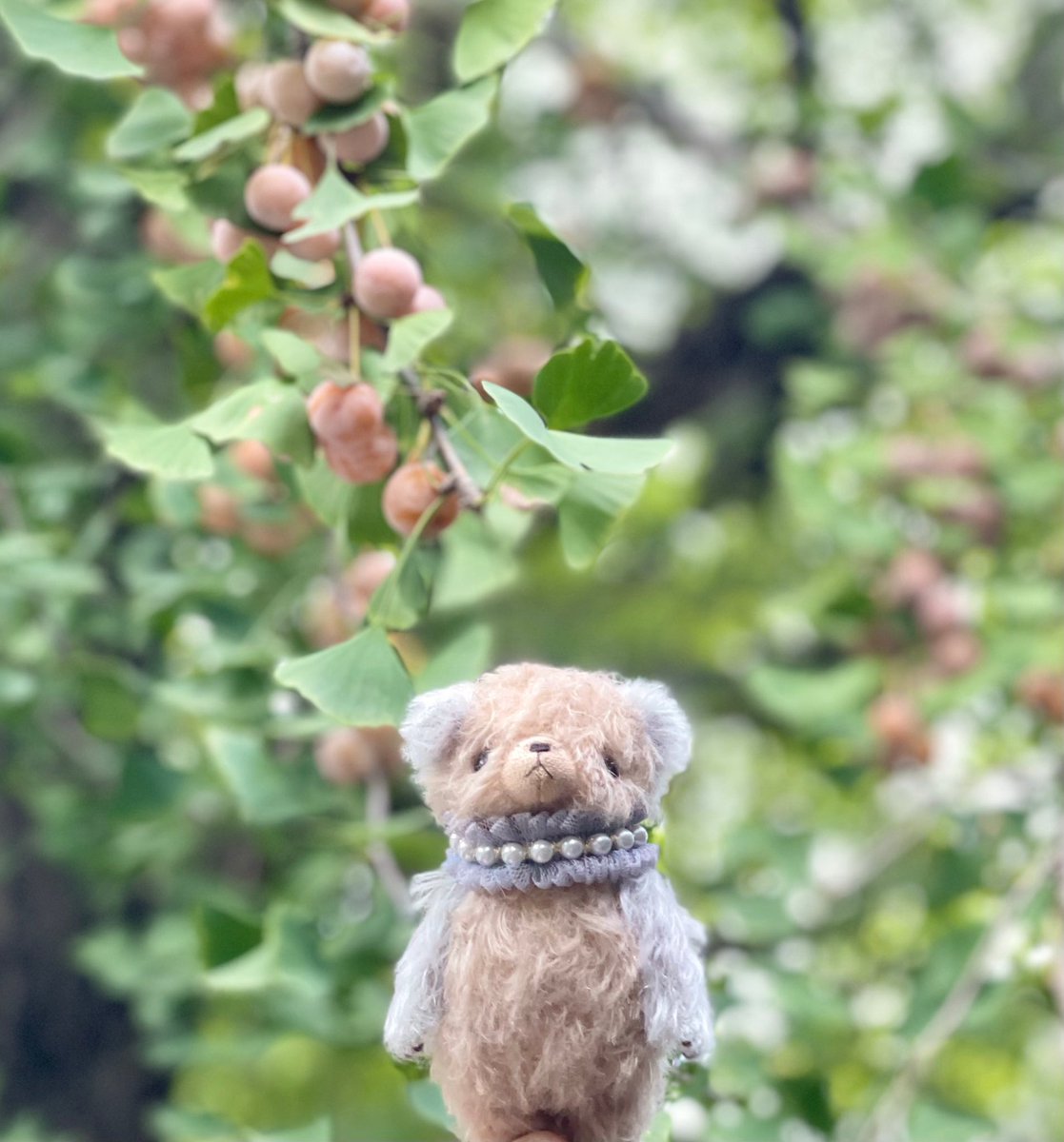 ukkarikensetsu's tweet image. まんまる銀杏かわいい

先日友人とお散歩した町田はお店の看板のデザインも可愛い🪧

#tegu_and_chiro #teddybear