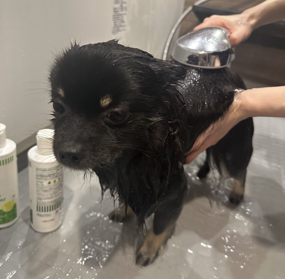 ちぷひまさくら🐻🌻🌸ポメラニアン tweet media