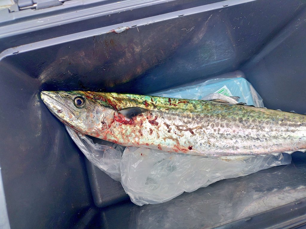 一匹釣れたら十分だ、おうち帰ろう♪