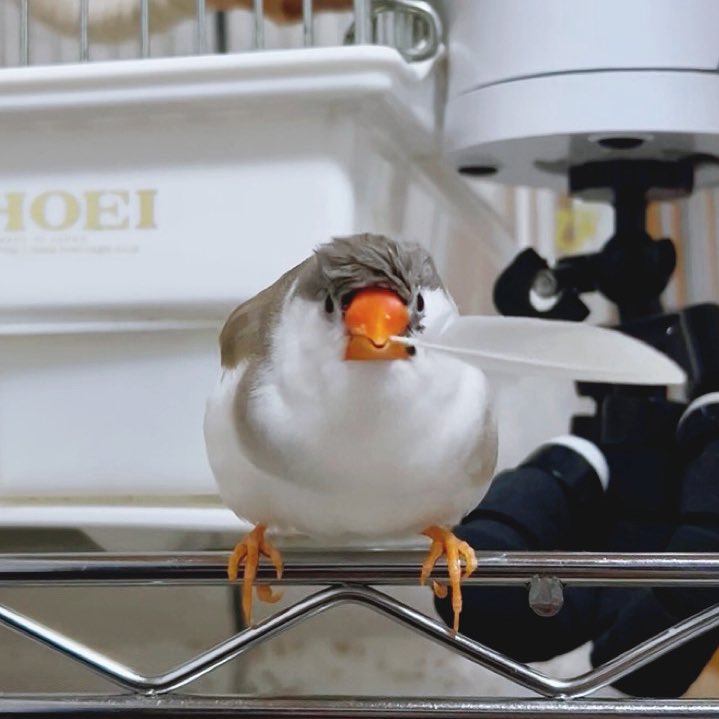 羽根を貰ったﾍﾟｪ