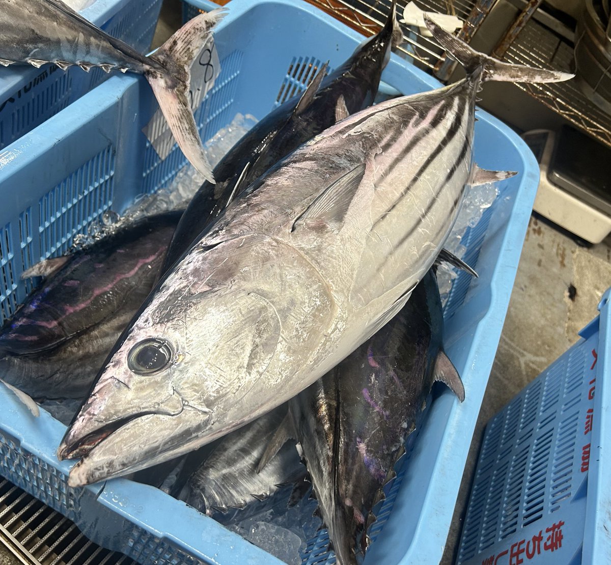 katuo2go's tweet image. 今朝の鰹は特ダイバン。
