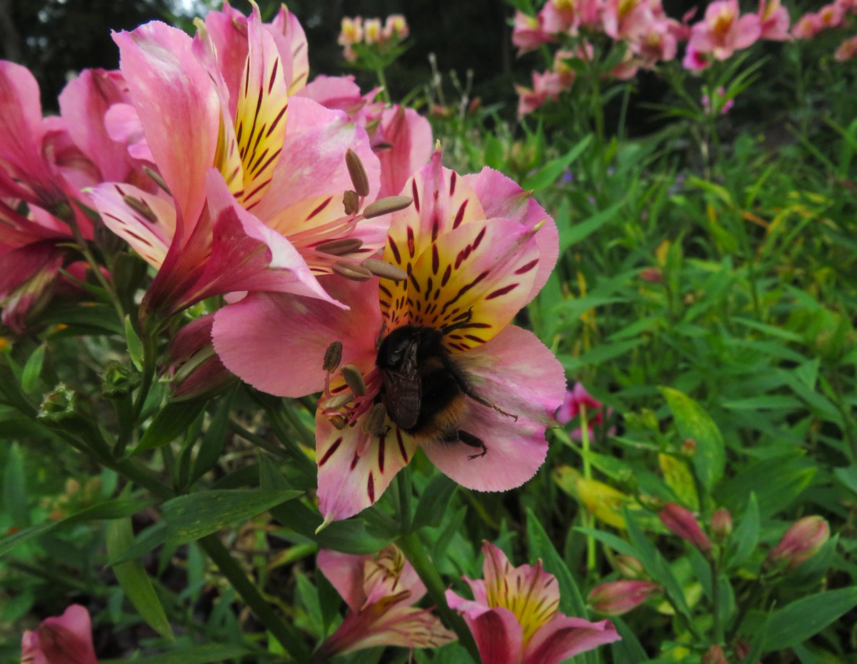 MatthewShute's tweet photo. A buzzing blast from this summer last,
a bumblebee brings its brightness fast
and a floral flashback's spell is cast,
an enchanted echo of the past
#InsectTuesday
π± πΈ π π https://t.co/k3wANomtoH