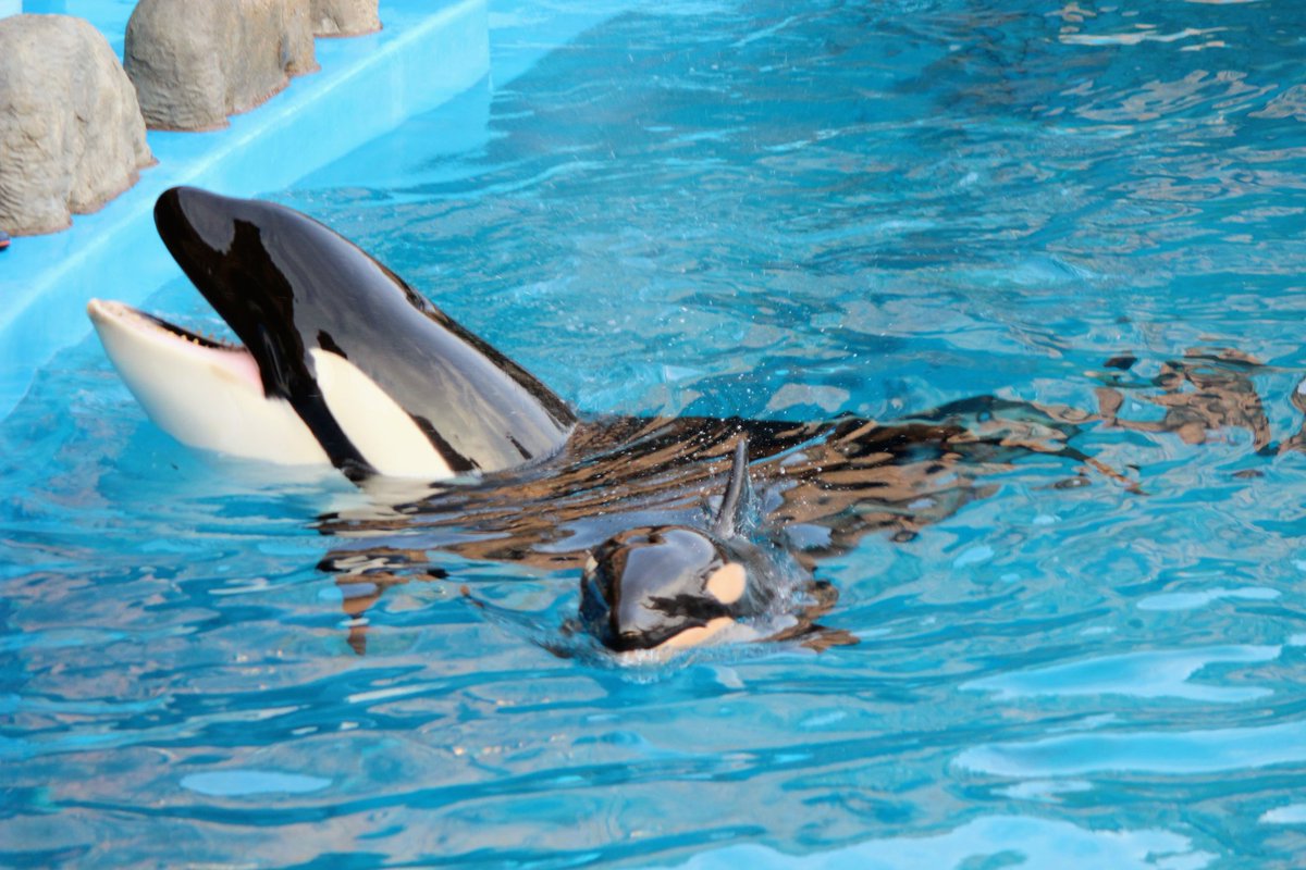 今日はリンの13歳の誕生日🎂
産まれた頃の写真でも。

2012年11月23日に撮影
#シャチ
#名古屋港水族館