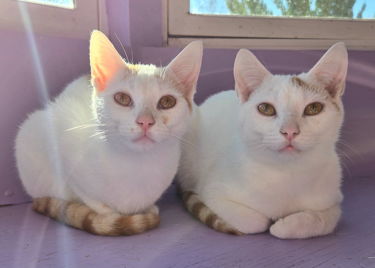 "We're just normal men... We're just innocent men."

(Lies!)