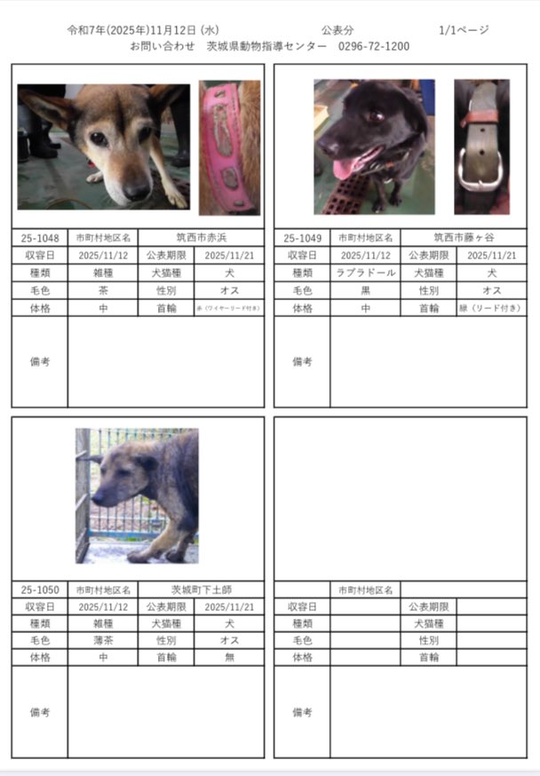 茨城県動物指導センターで保護している、迷子の犬猫の公表情報です。🐕🐈
お心当たりの飼い主様は動物指導センターにお電話ください‼️
動物指導センター
☎︎0296-72-1200(受付時間：平日8:30〜17:15)

11月12日（水）公表情報