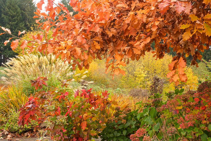 GardenDesignMag's tweet photo. Fall color and low, golden light are here! Celebrate the season with layers of texture, structure &amp; late-season interest in the #garden.

Fall landscaping ideas https://t.co/DRAmdnhhlg
Photo: Janet Loughrey. Designer: Mike Smith, Joy Creek #gardening https://t.co/bIcxip4Laq