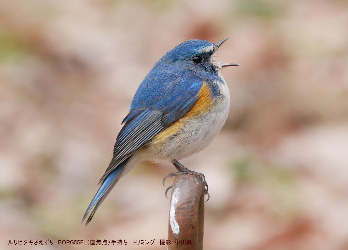 TOMYTEC BORG【公式】 (@tomytec_borg) / Posts / X