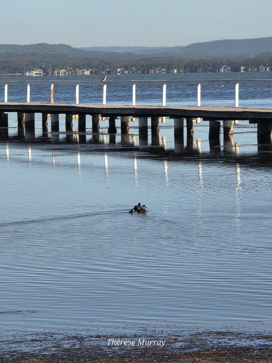TmuzzyM's tweet image. Ducks in a row ... cruising on Tuggerah Lakes near the long jetty at Long Jetty this morning. 

#Ducks #longjetty