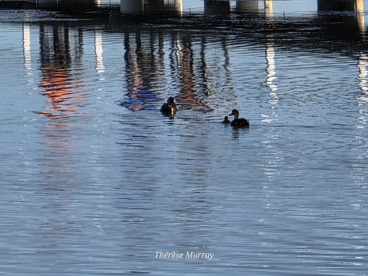 TmuzzyM's tweet image. Ducks in a row ... cruising on Tuggerah Lakes near the long jetty at Long Jetty this morning. 

#Ducks #longjetty