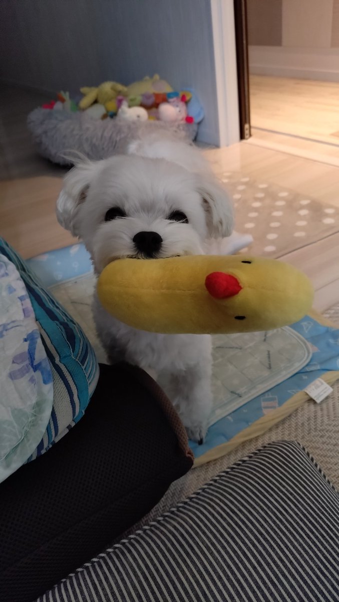 にこまるページ にこまる (@6yQgZFNMNk76215) / Posts / X