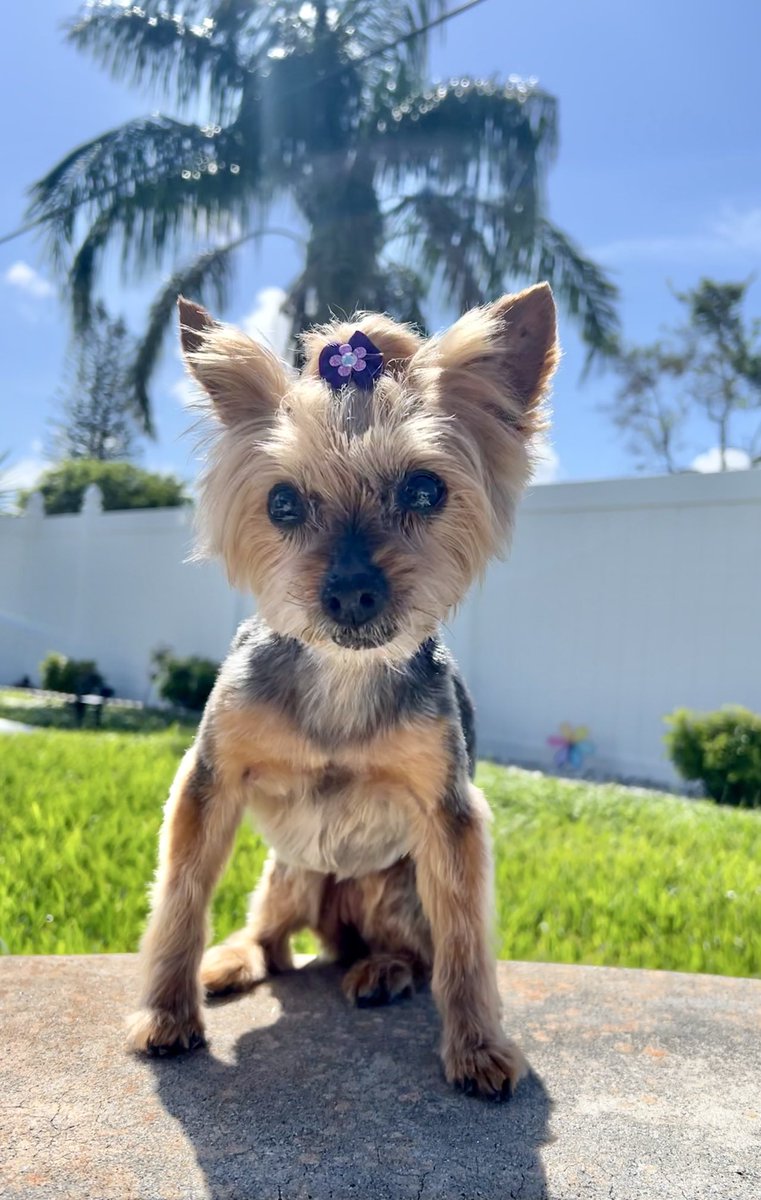 Leo Rautins tweet media