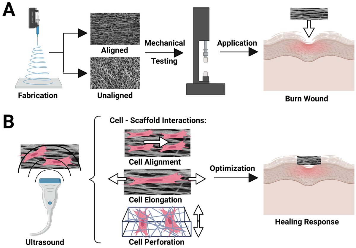 Biomim_MDPI's tweet image. ⚡🧫 Piezoelectric PVDF-TrFE scaffolds activated by LIPUS enhanced Schwann cell and sensory neuron alignment, elongation &amp;amp; neurite growth.
A promising non-invasive approach for neural repair.
🔗 mdpi.com/2313-7673/9/1/2
#NeuralEngineering #TissueEngineering