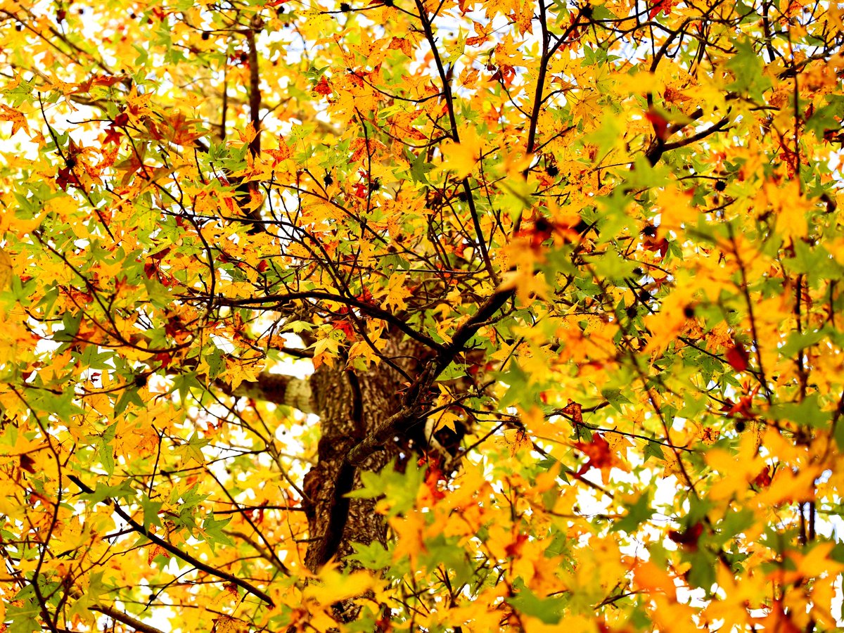 bat52301's tweet image. I love the &apos;changing of the guard&apos; 😍

#NaturePhotography #FallVibes