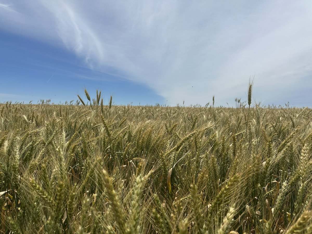 Jeshua Smith tweet media