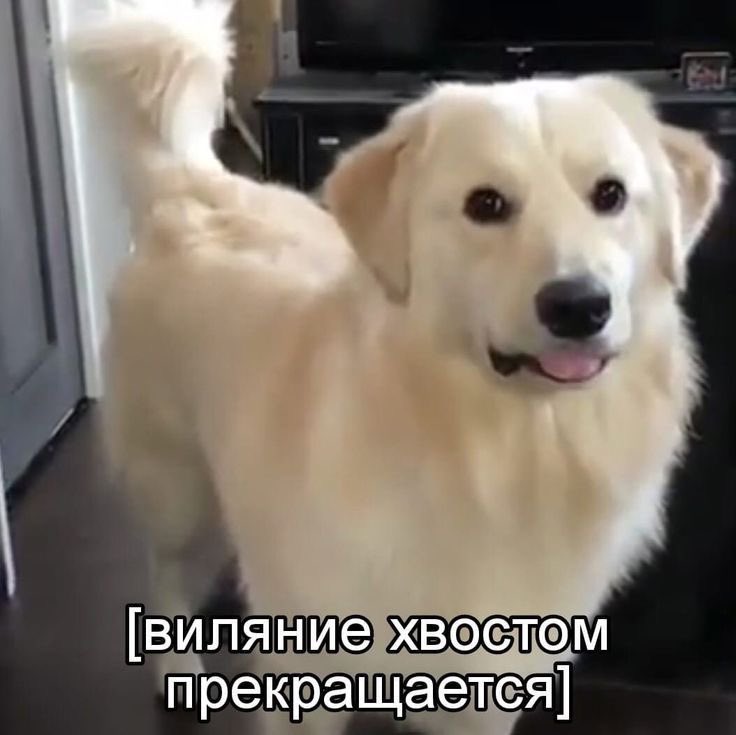 ноу гад плиз ноу НОООУ