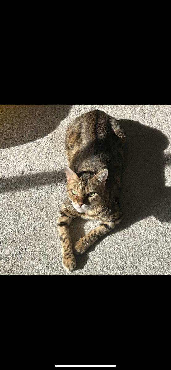 RyouMars10's tweet photo. 迷子猫を探しています
見た方連絡下さい…
迷子日：11月12日夜頃
場所：埼玉県さいたま市桜区田島（マンション2階玄関横の窓から脱走）
猫種：ベンガル（メス）
首輪：白黒の千鳥柄・金色の鈴・グレーの小さいリボン付
特徴：ヒョウ柄模様、緑の目、人に慣れているが少し警戒心あり
#迷子猫 #拡散希望 https://t.co/txLd2AsyNq