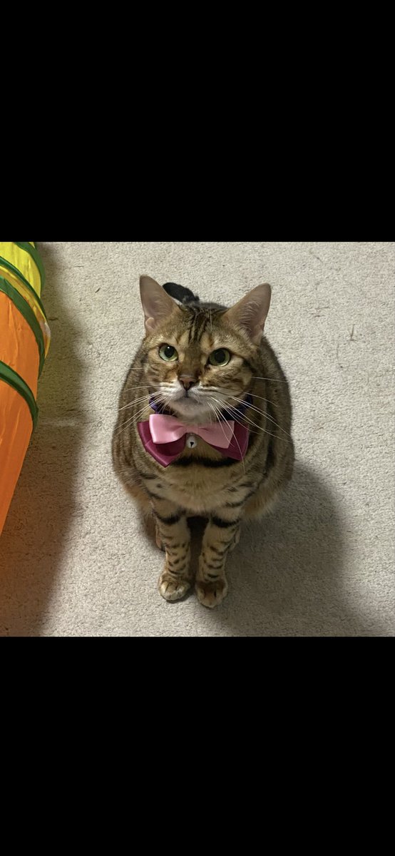 RyouMars10's tweet photo. 迷子猫を探しています
見た方連絡下さい…
迷子日：11月12日夜頃
場所：埼玉県さいたま市桜区田島（マンション2階玄関横の窓から脱走）
猫種：ベンガル（メス）
首輪：白黒の千鳥柄・金色の鈴・グレーの小さいリボン付
特徴：ヒョウ柄模様、緑の目、人に慣れているが少し警戒心あり
#迷子猫 #拡散希望 https://t.co/txLd2AsyNq
