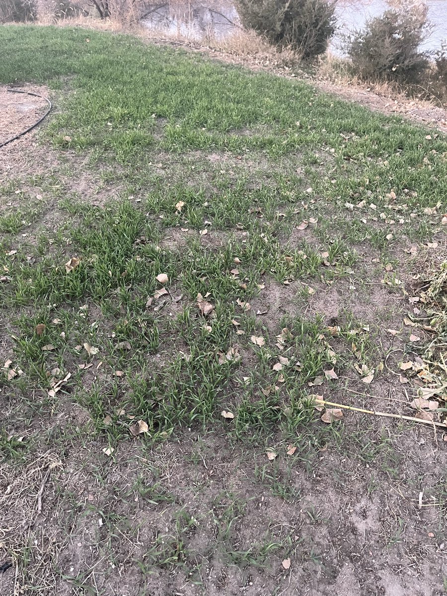 sRugan's tweet photo. Cereal rye cover crop filled in pretty good. Later planted might need a drink. https://t.co/j7qgN1xAfg