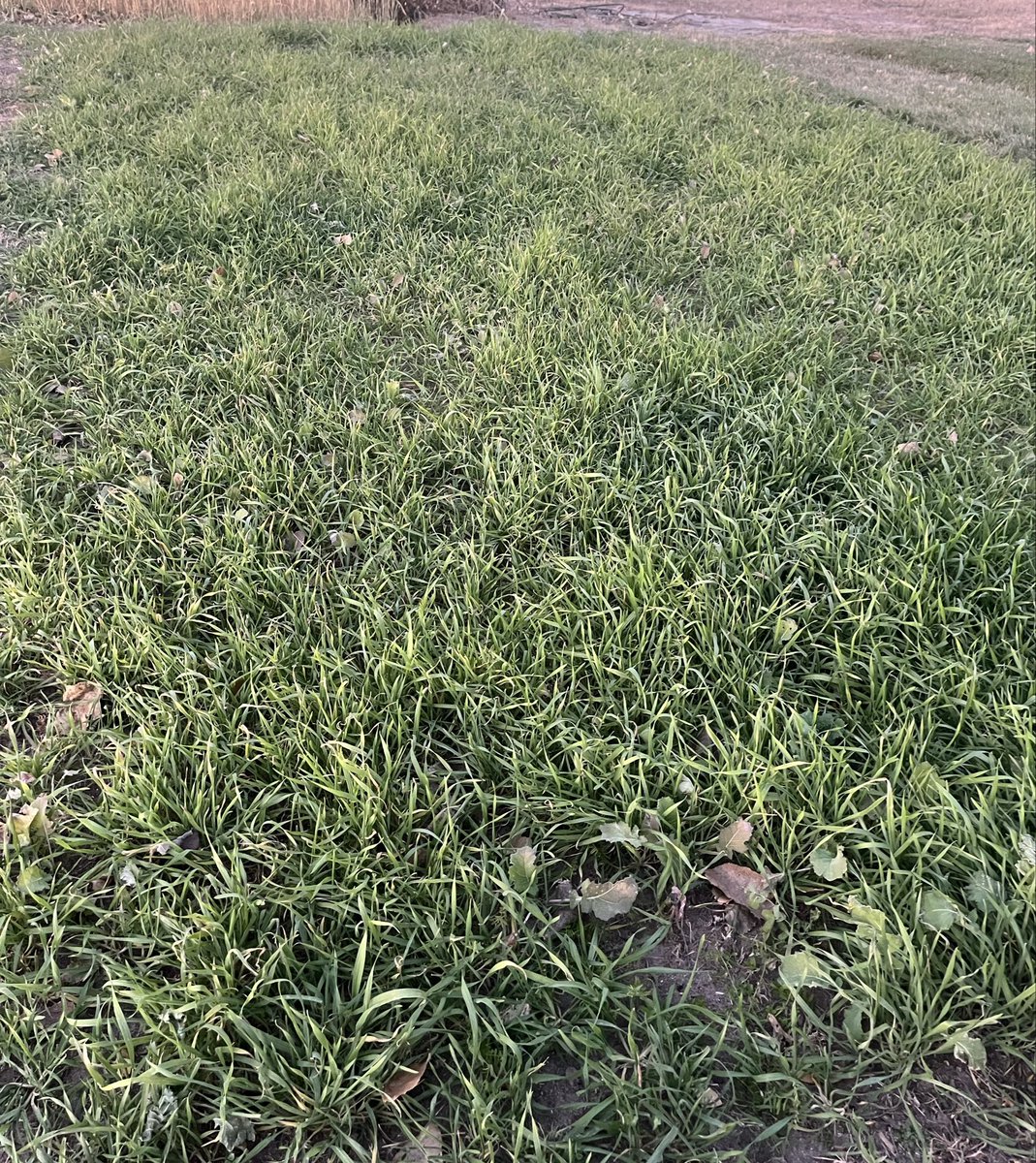 sRugan's tweet photo. Cereal rye cover crop filled in pretty good. Later planted might need a drink. https://t.co/j7qgN1xAfg