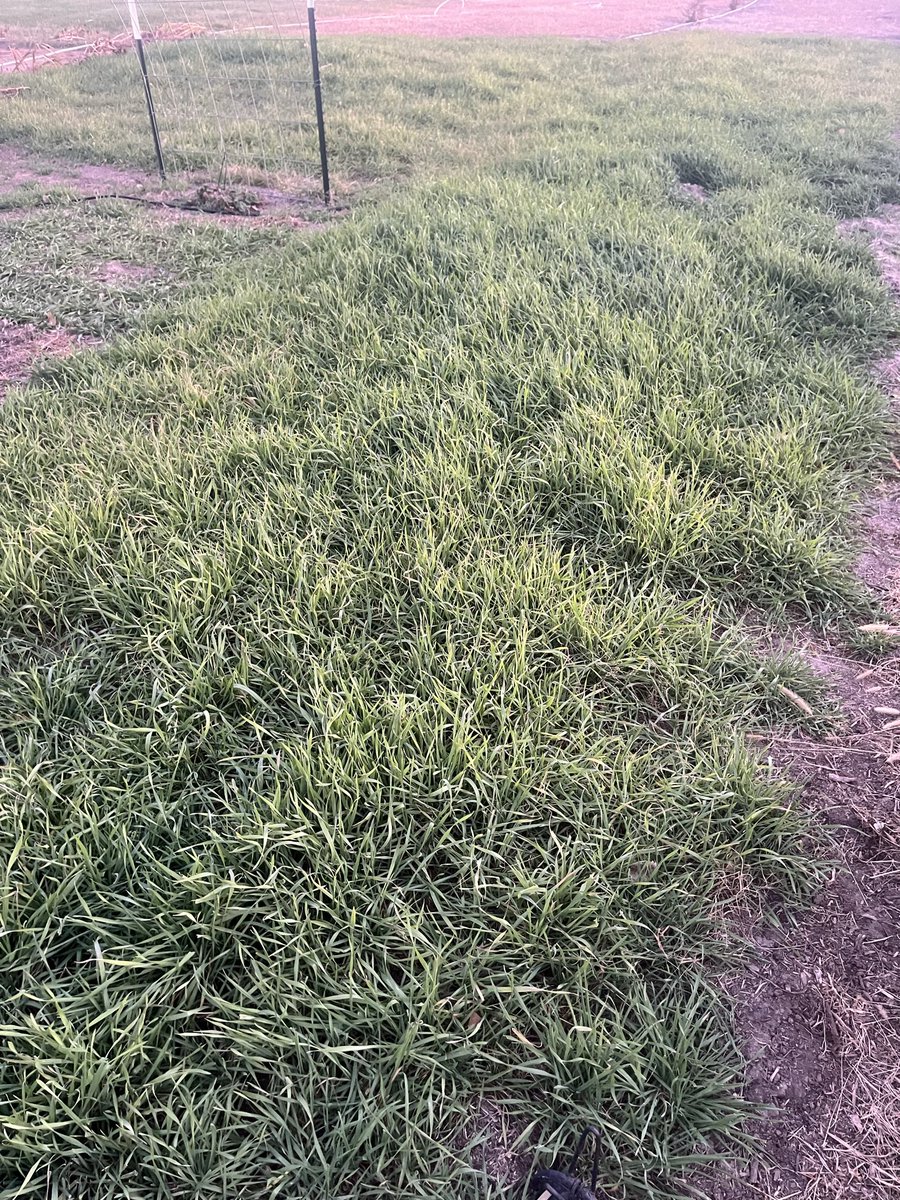 sRugan's tweet photo. Cereal rye cover crop filled in pretty good. Later planted might need a drink. https://t.co/j7qgN1xAfg
