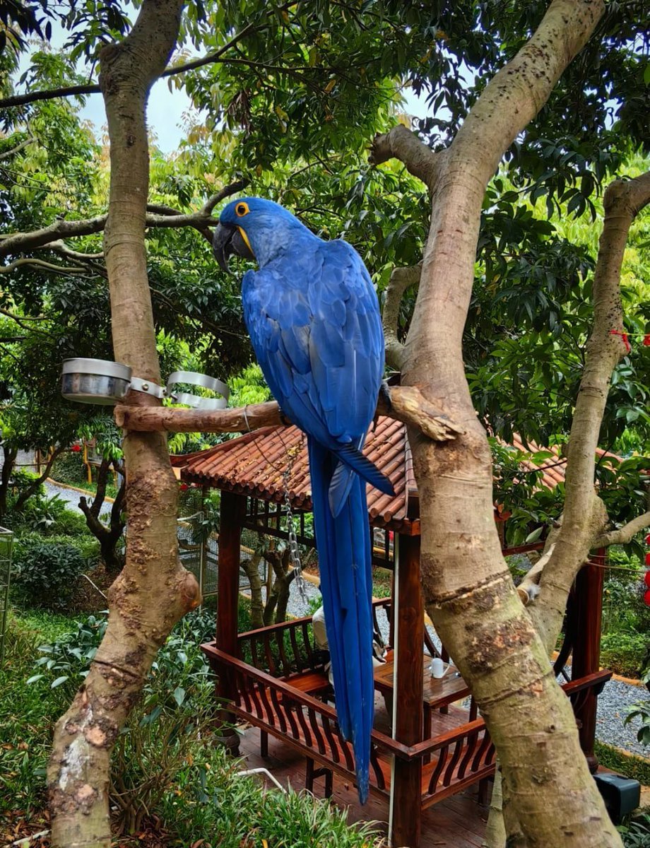 Who needs a therapist when you’ve got a parrot who talks back? 😂🗣️🦜 His advice? “Squawk less, live more” #BirdTherapy 🦜💬sometimes, the best therapy comes with feathers and a beak.