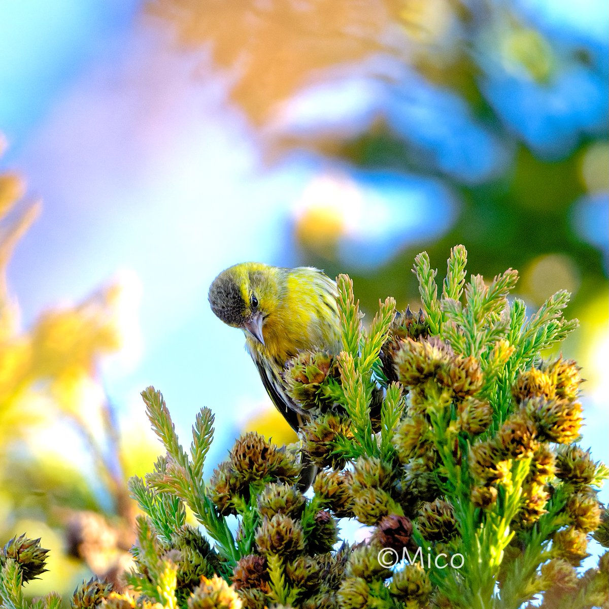 Nip8sino's tweet photo. マヒワが来ました
#winterbird #eurasiansiskin
#NaturePhotography https://t.co/yHT8BHMaXw