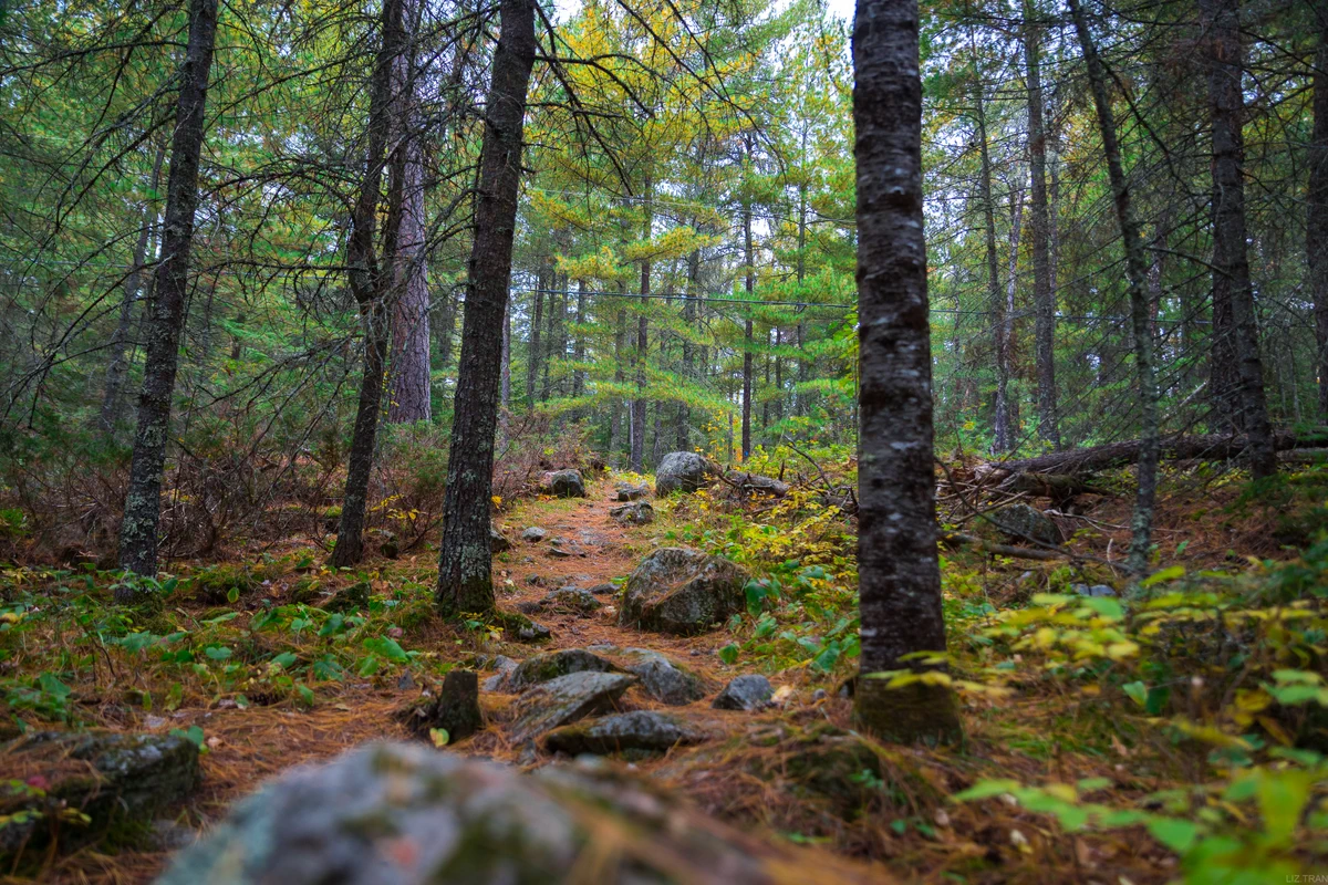 Forest trail with pine needles, rocks, and tall conifer trees.