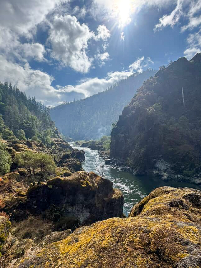 Grayback Forestry tweet media