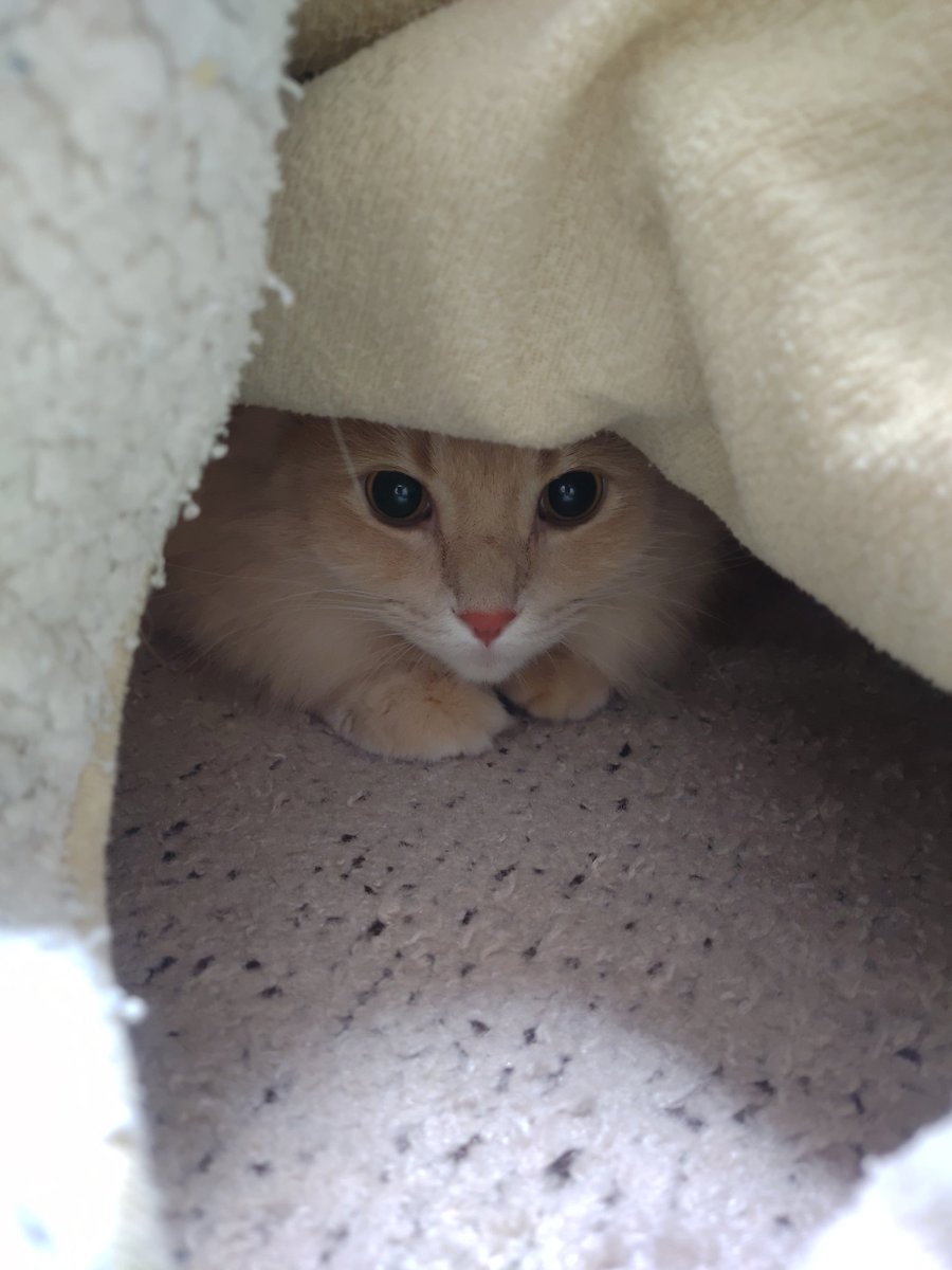 daikichimaruhan's tweet photo. #猫のいる暮らし 
今日は寒いで。
コハクさんコタツの中へ https://t.co/sBR55Dow0B