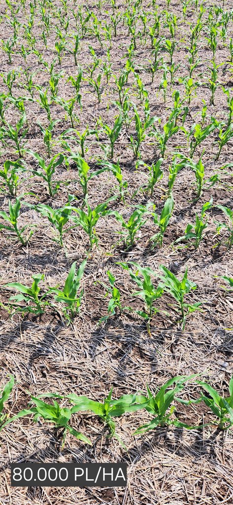 gabriel cede tweet media