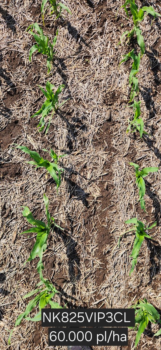 gabriel cede tweet media