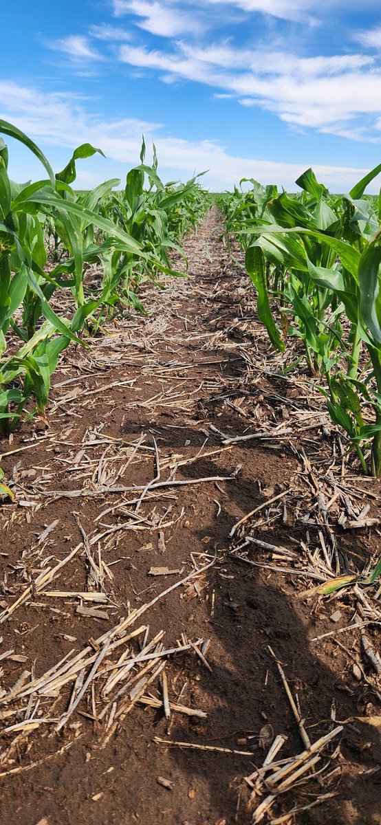 gabriel cede tweet media