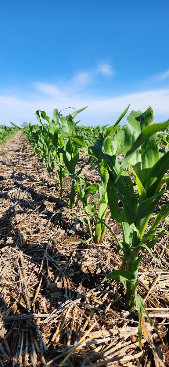 gabriel cede tweet media