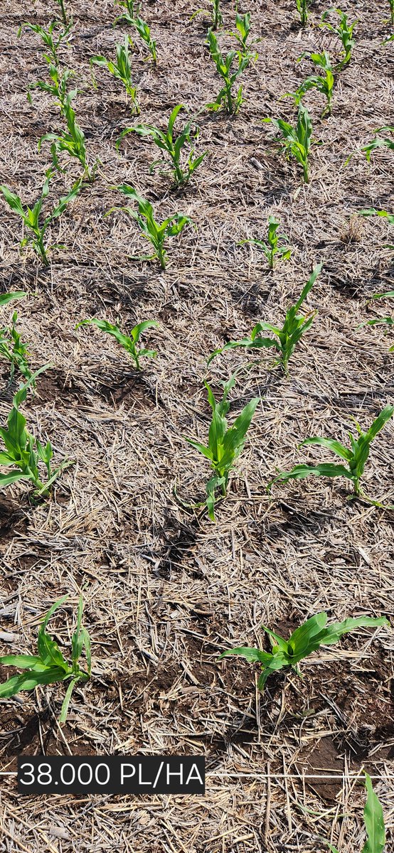 gabriel cede tweet media